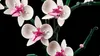 LEGO Icons Detailgetreuer Orchidee Modellbausatz 10311, 39 Produktbild-Vorschau 4
