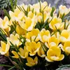 Krokus Romance mieszanka cebulek kwiatowych Podgląd zdjęcia produktu 1