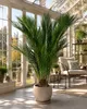 Cycas Revoluta, výška cca 100 cm – Sagopalma, palmfarn, Náhled obrázku produktu 2