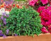 Picea glauca 'Echiniformis', Zwergfichte, kompakt, 20–25 cm Produktbild-Vorschau 12