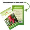 Chili Early Jalapeno Samen - Capsicum annuum - Chilisamen - Produktbild-Vorschau 3