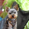 Dingo Hundegeschirre Druckfreie mit Produktbild-Vorschau 3