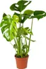 Bloomique - Monstera Deliciosa - Roślina serowa - Rośliny Podgląd zdjęcia produktu 1