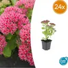 Große Fetthenne Sedum 'Herbstfreude' Winterharte Sukkulente Produktbild-Vorschau 2