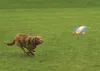 Chuckit FLYING SQUIRREL Größe M Produktbild-Vorschau 2