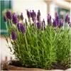Plants by Frank | 6 Französische Lavendel Pflanzen | Produktbild-Vorschau 2