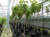Kaki Baum 160-180 cm Sorte "Rojo Brilliante" Kakipflaume Produktbild-Vorschau 7