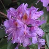 Rhododendron ponticum | 40-60 cm im Container Produktbild-Vorschau 2