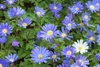 Anemone blanda 'Blue Shades', Balkan-Windröschen, blau, ca. Produktbild-Vorschau 1