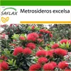 SAFLAX - Nový Zéland vánoční strom - Metrosideros excelsa - Náhled obrázku produktu 10
