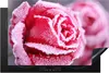 KitchenYeah© Herdabdeckplatte Gefroren - Rosen - Eiscreme , Produktbild-Vorschau 1