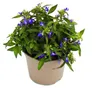 Pánský stromek – modrý – Lobelia richardii – 11 cm – sada 3 Náhled obrázku produktu 3