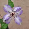 Clematis Misayo 2L Náhled obrázku produktu 9