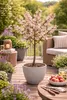 Zwergnektarine Prunus persica nucipersica Stämmchen 100–120 Produktbild-Vorschau 3