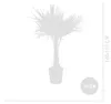 Bloomique - Trachycarpus Fortunei - Chinesische Hanfpalme - Produktbild-Vorschau 7
