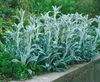 Stachys byzantina, Wollziest, silbrig, ca. 9x9 cm Topf Produktbild-Vorschau 4