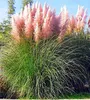 Stauden Gänge 1 x Cortaderia selloana 'Rosea' im XXL Topf - Produktbild-Vorschau 2