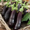 Aubergine Samen Schwarze Schönheit Lila Birne Der Liebe 1G Produktbild-Vorschau 26