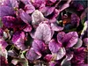 Stauden Gänge 10 x Ajuga reptans ‚Burgundy Glow' - Produktbild-Vorschau 1
