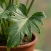 Green boutiQ - Zimmerpflanze - Philodendron - Philodendron Produktbild-Vorschau 4