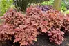 Stauden Gänge 1 x Heucherella Hybride 'Sweet Tea' im 1 Produktbild-Vorschau 3