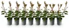 Green boutiQ - Plantes de haie - Photinia fraseri Red Robin Voir les images du produit 1