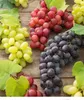 BALDUR Garten 3er Kernlose Tafel-Trauben-Kollektion, 3 Produktbild-Vorschau 5