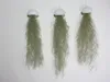Seeigelgehäuse weiß mit Tillandsie spanischem Moos 3er Set Produktbild-Vorschau 1