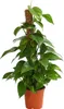Dehner Efeutute, an Moosstab gebunden, ca. 50-60 cm, Ø Topf Produktbild-Vorschau 1