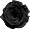 Blumensamen Rose Schwarz 100 Stück für die Aussaat im Produktbild-Vorschau 3