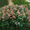 Skimmia japonica 'Rubella', immergrün, rote Knospen, 25–30 Produktbild-Vorschau 11