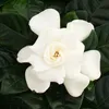 Gardenia - Voňavá kvitnúca rastlina s krémovo bielymi Náhľad obrázku produktu 3