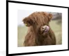 MuchoWow® Gerahmtes Poster Schottischer Highlander - Produktbild-Vorschau 1
