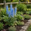 Bloomique - Lot de 6 - Delphinium M.Fount.Sky Blue - Voir les images du produit 3
