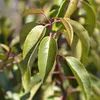 Prunus lusitanica Angustifolia - Švestka čičorka - Náhled obrázku produktu 5