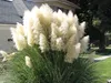 A large clump of white pampas grass is shown in front of a house and a sidewalk. Produktbild-Vorschau