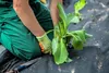 Agrotextilie proti plevelům, Agrotextilie 1,6X2,9M, černá Náhled obrázku produktu 13