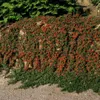 Plants by Frank | 60 Zwergmispel Pflanzen | Cotoneaster Produktbild-Vorschau 2