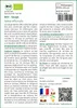 SAFLAX  -- Sauge - 60 graines - Avec substrat - Salvia Voir les images du produit 3