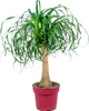 Bloomique - Beaucarnea Recurvata - Elefantenfuß - Produktbild-Vorschau 1