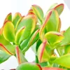 Crassula portulacea "Sunset" - mittelgrosse Pflanze im Produktbild-Vorschau 2