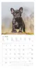 Alpha Edition - Welpen Kalender 2026 - Wandkalender 30x30 Produktbild-Vorschau 6