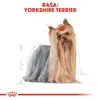Royal Canin Yorkshire Terrier Adult, Adult, Yorkshire Produktbild-Vorschau 3