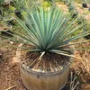 Exotické semená - Yucca Rigida - balenie 5 ks - Náhľad obrázku produktu 5