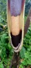 Aronia (Amorphophallus raungense)  – 1 vyklíčený semeno Náhled obrázku produktu 2
