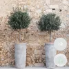 Two potted olive trees in front of a stone wall. Podgląd zdjęcia produktu