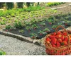 Spezielle Erdbeermulchfolie "Fresafilm" - 1,40 x 10 m - Produktbild-Vorschau 7