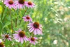 Echinacea purpurea 'Magnus', Sonnenhut, rosa, ca. 9x9 cm Produktbild-Vorschau 8