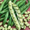 Graines potagères Fève Windsor mi-précoce Voir les images du produit 12