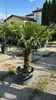 Palme Trachycarpus Fortunei – Hanfpalme Höhe ca. 160 cm, Produktbild-Vorschau 5